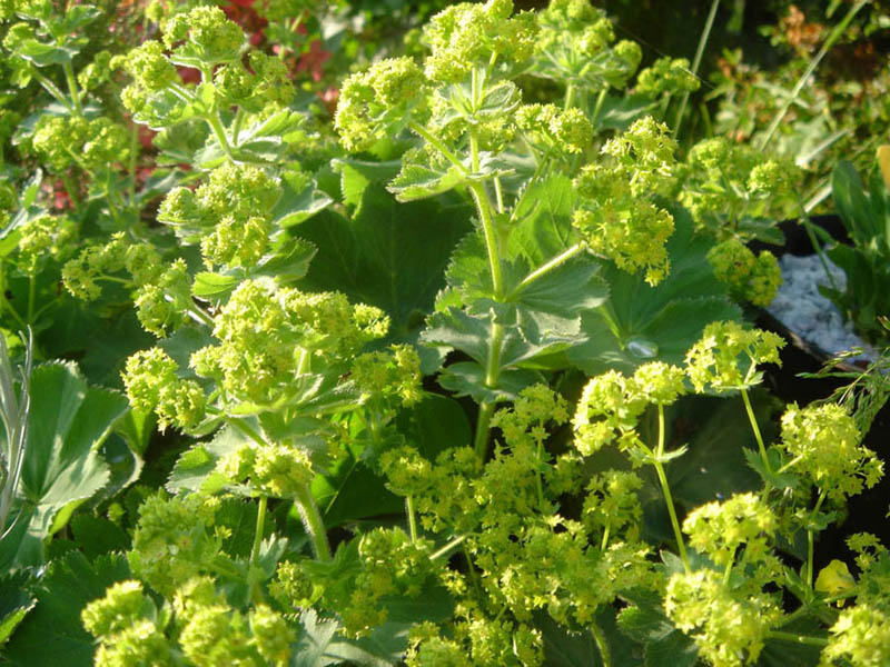 Alchemilla mollis